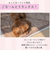 【当該商品送料無料】ペット用 パッド L 通販 犬用マット ペット用マット ペットマット ペットパッド ペット用パッド 敷きパッド マット