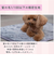 【当該商品送料無料】ペット用 パッド L 通販 犬用マット ペット用マット ペットマット ペットパッド ペット用パッド 敷きパッド マット