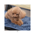 【当該商品送料無料】ペット用 パッド L 通販 犬用マット ペット用マット ペットマット ペットパッド ペット用パッド 敷きパッド マット