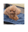 【当該商品送料無料】ペット用 パッド L 通販 犬用マット ペット用マット ペットマット ペットパッド ペット用パッド 敷きパッド マット