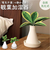 【当該商品送料無料】自然気化式 加湿器 かわいい 通販 卓上 気化式加湿器 小型 観葉植物 フェイクグリーン 卓上加湿器 気化式 オフィス おしゃれ
