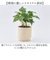【当商品送料無料】植木鉢 プラスチック 丸型 通販 SK ステップ 12xH12 鉢 約 3.5号 鉢カバー プランター プラポット