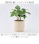 【当商品送料無料】植木鉢 プラスチック 丸型 通販 SK ステップ 12xH12 鉢 約 3.5号 鉢カバー プランター プラポット