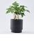 【当商品送料無料】植木鉢 プラスチック 丸型 通販 SK ステップ 12xH12 鉢 約 3.5号 鉢カバー プランター プラポット
