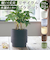 【当商品送料無料】植木鉢 プラスチック 丸型 通販 SK ステップ 15.5xH15 鉢 約 5号 鉢カバー プランター プラポット
