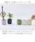 【当商品送料無料】植木鉢 プラスチック 丸型 通販 SK ステップ 15.5xH15 鉢 約 5号 鉢カバー プランター プラポット