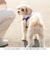 【当商品送料無料】ハーネス 小型犬 セーラー服 通販 犬用ハーネス 犬ハーネス ドッグハーネス 胴輪 犬 Marine マリン 犬用 ペット用