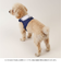 【当商品送料無料】ハーネス 小型犬 セーラー服 通販 犬用ハーネス 犬ハーネス ドッグハーネス 胴輪 犬 Marine マリン 犬用 ペット用