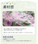 【当商品送料無料】Rora 甚平 キッズ 女の子 通販 ローラ はなよい 花宵 上下セット セットアップ 半袖 かわいい 可愛い 紫 パープル 浴衣