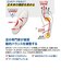 【当商品送料無料】ソルボ インソール 通販 SORBOTHANE ソルボセイン 中敷き オールシーズン 中敷 中じき DSISインソール クッション