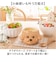 【当商品送料無料】お茶碗 可愛い 通販 茶碗 ご飯茶碗 飯椀 茶わん お椀 大人 小さめ かわいい おしゃれ 動物 アニマル キャラクター