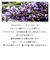 アロマスター（AROMASTAR）　アロマスプレー　ラベンダー　100mL
