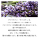 アロマスター（AROMASTAR）　アロマスプレー　ラベンダー　100mL