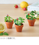聖新陶芸　はらぺこあおむし　もぐもぐガーデン栽培セット　レモンバーム　HP04‐02