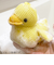 ハシー（Hashy）　バスぐるみ　あひる　CP－3319