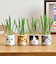 聖新陶芸　おちょこで猫草　GD1029－4　グレー