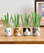 聖新陶芸　おちょこで猫草　GD1029－2　黒