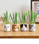 聖新陶芸　おちょこで猫草　GD1029－2　黒