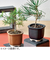 聖新陶芸　TheBONSAI　赤松　GD‐99202