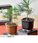 聖新陶芸　TheBONSAI　赤松　GD‐99202