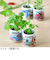 聖新陶芸　お芽でたおちょこ京都　三つ葉　GD997‐3