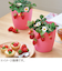 聖新陶芸　摘みたていちご栽培セット　GD1000