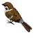 ティーケーエスケー（TKSK）　日本の野鳥　music　bird　スズメ