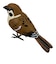 ティーケーエスケー（TKSK）　日本の野鳥　music　bird　スズメ