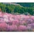 【2027年版・壁掛】　全協　フィルム　四季の彩　SB-279
