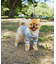 【ドッグウェア】TYPY初！お揃いが叶うDOGチルデンニット