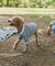 【ドッグウェア】TYPY初！お揃いが叶うDOGチルデンニット