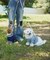 【ドッグウェア】TYPY初！お揃いが叶うDOGチルデンニット