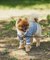【ドッグウェア】TYPY初！お揃いが叶うDOGチルデンニット