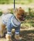 【ドッグウェア】TYPY初！お揃いが叶うDOGチルデンニット