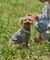 【ドッグウェア】TYPY初！お揃いが叶うDOGチルデンニット