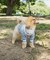 【ドッグウェア】TYPY初！お揃いが叶うDOGチルデンニット