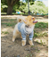 【ドッグウェア】TYPY初！お揃いが叶うDOGチルデンニット