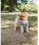 【ドッグウェア】TYPY初！お揃いが叶うDOGチルデンニット