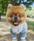 【ドッグウェア】TYPY初！お揃いが叶うDOGチルデンニット