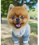 【ドッグウェア】TYPY初！お揃いが叶うDOGチルデンニット