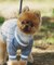【ドッグウェア】TYPY初！お揃いが叶うDOGチルデンニット