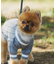 【ドッグウェア】TYPY初！お揃いが叶うDOGチルデンニット