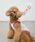 【KIDS】【TOY STORY】ストレッチメッシュDOGウェア