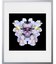 MADUSA  ARTSHOT