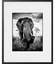 ELEPHANT CURIEUX  ARTSHOT