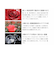 【選べるネックレスカラー】ネックレス レディース オープンハート 大粒 キュービックジルコニア プリザーブドフラワー ローズ 薔薇 ボックス 誕生日 プレゼント シアーズ