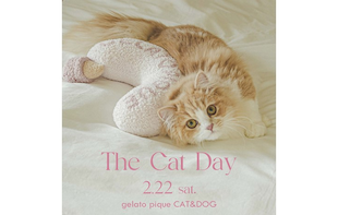 【RECCOMEND】CAT&DOG “THE CAT DAY”