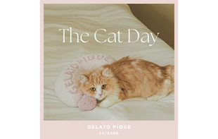 gelato pique CAT&DOG “THE CAT DAY”