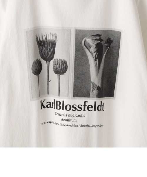 SHIPS: Karl Blossfeldt フォト プリント Tシャツ | SHIPS（シップス