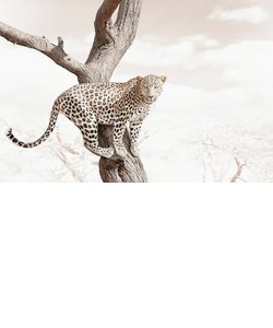 ALERT LEOPARD ARTSHOT 